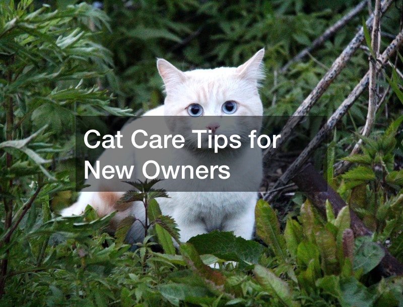Cat Care Tips for New Owners