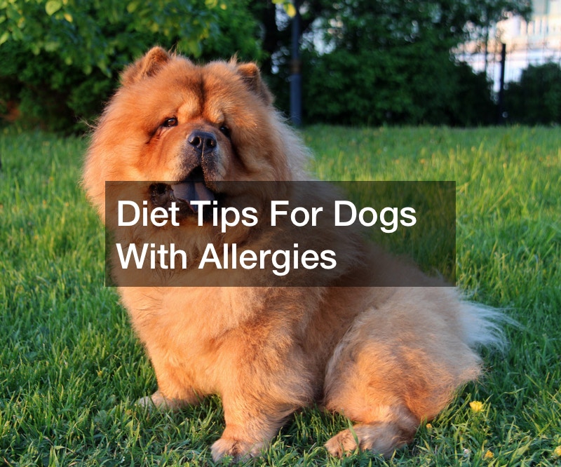 Diet Tips For Dogs With Allergies