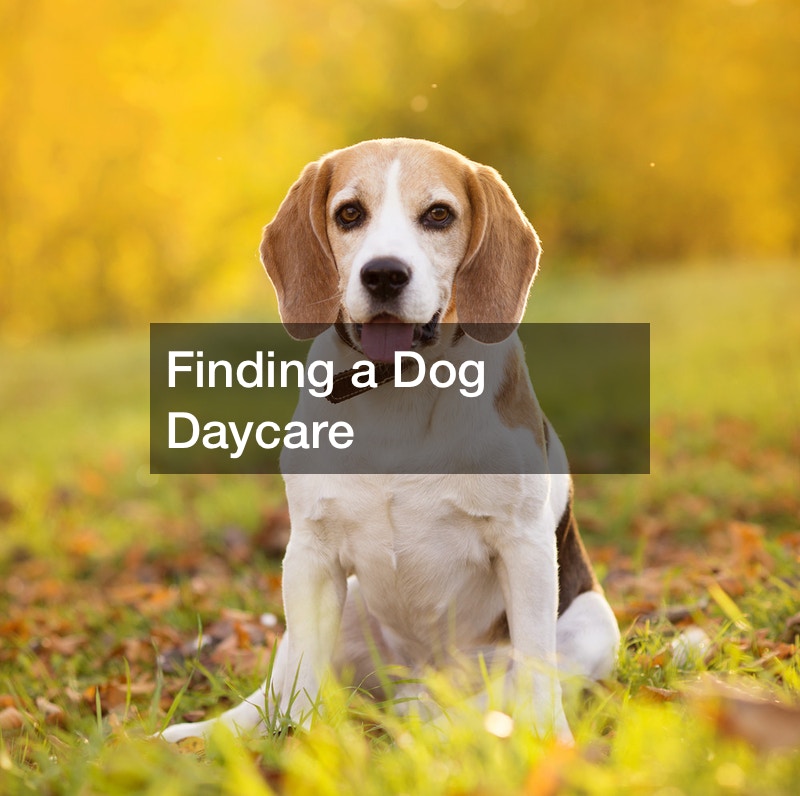 Finding a Dog Daycare