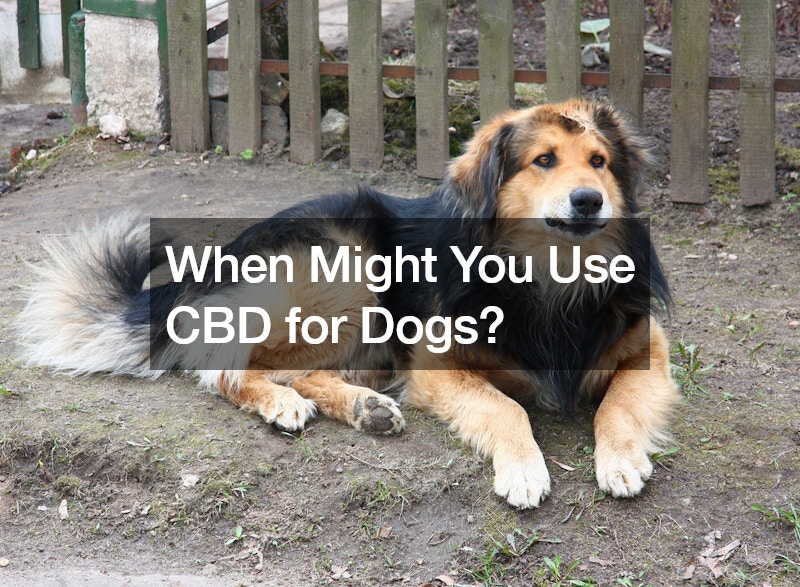 When Might You Use CBD for Dogs?