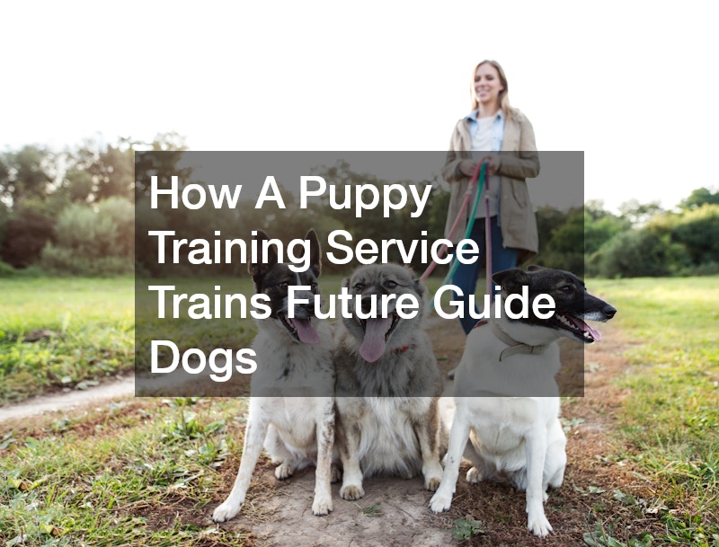 How A Puppy Training Service Trains Future Guide Dogs