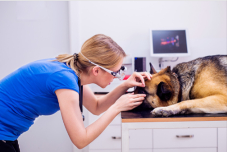 What to Expect When Discussing Your Pet’s Diagnosis and Care