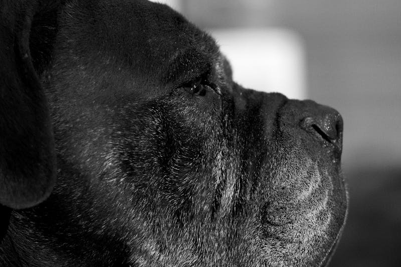 a Cane Corso dog