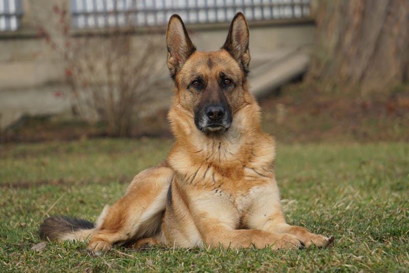 Top 10 Guard Dog Breeds for Home Protection (and Which One Fits Your Lifestyle)