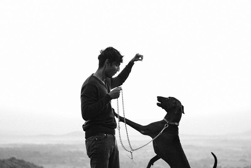 What is a Good Guard Dog? A Homeowner’s Guide to Choosing the Right Protector