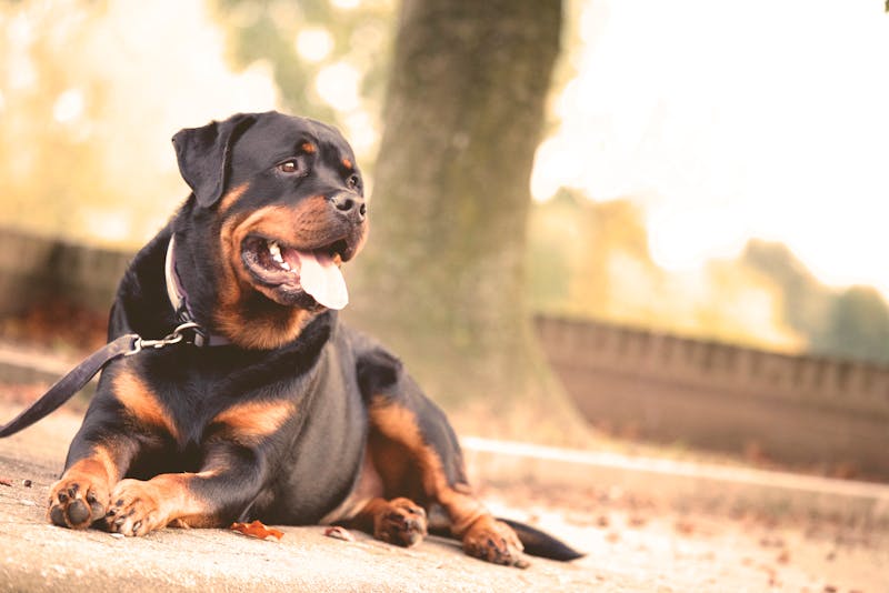 a Rottweiler dog