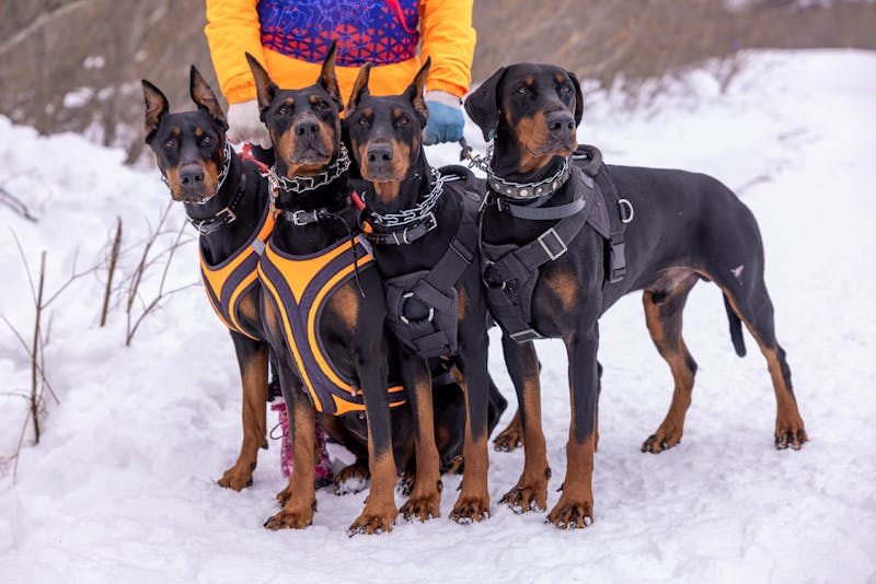 Are Protective Dog Breeds Good Family Pets? What You Need to Know